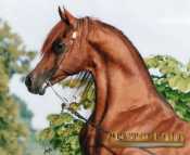 Equestrian and Stable Supplies